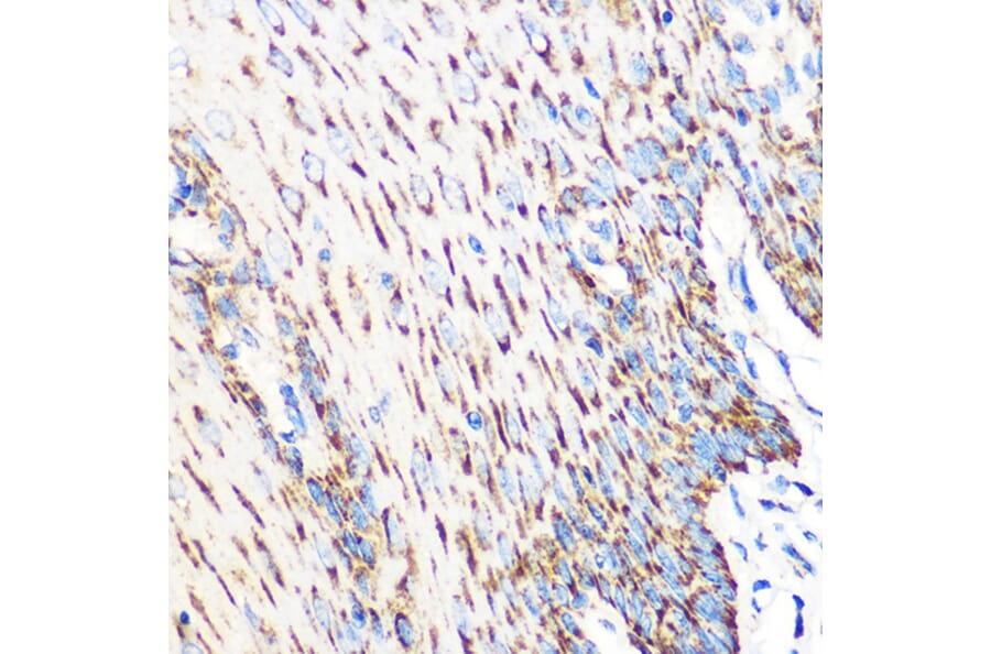Immunohistochemistry - Anti-OSR1 Antibody (A307394) - Antibodies.com
