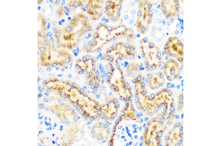 Immunohistochemistry - Anti-OSR1 Antibody (A307394) - Antibodies.com
