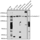 Western Blot - Anti-TAG1/TAX1 Antibody [ARC1984] (A307397) - Antibodies.com