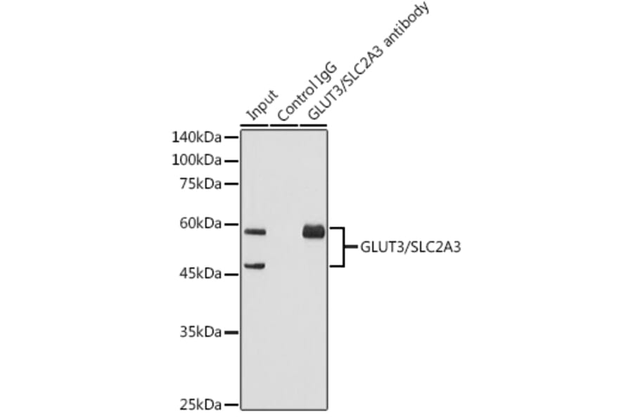Western Blot - Anti-Glucose Transporter GLUT3 Antibody [ARC0917] (A307399) - Antibodies.com
