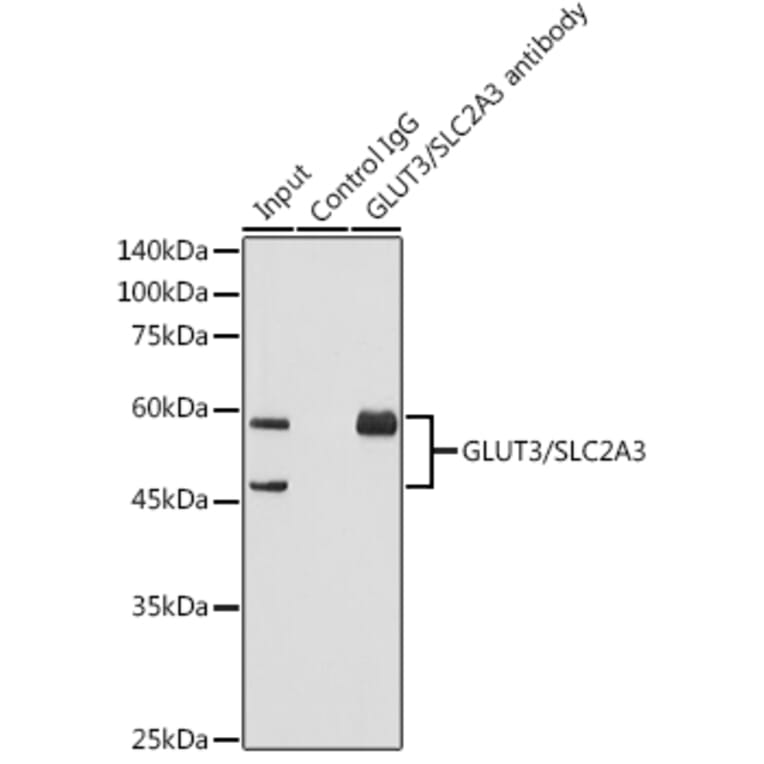 Western Blot - Anti-Glucose Transporter GLUT3 Antibody [ARC0917] (A307399) - Antibodies.com