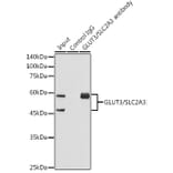 Western Blot - Anti-Glucose Transporter GLUT3 Antibody [ARC0917] (A307399) - Antibodies.com