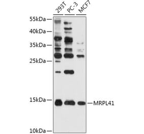 Western Blot - Anti-MRPL41 Antibody (A307403) - Antibodies.com