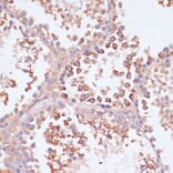 Immunohistochemistry - Anti-MRPL41 Antibody (A307403) - Antibodies.com