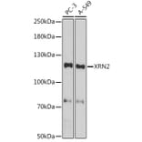 Western Blot - Anti-XRN2 Antibody (A307406) - Antibodies.com