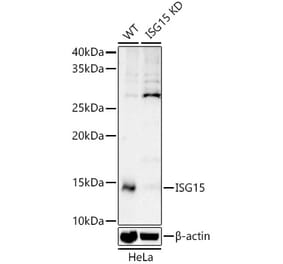 Western Blot - Anti-ISG15 Antibody (A307408) - Antibodies.com
