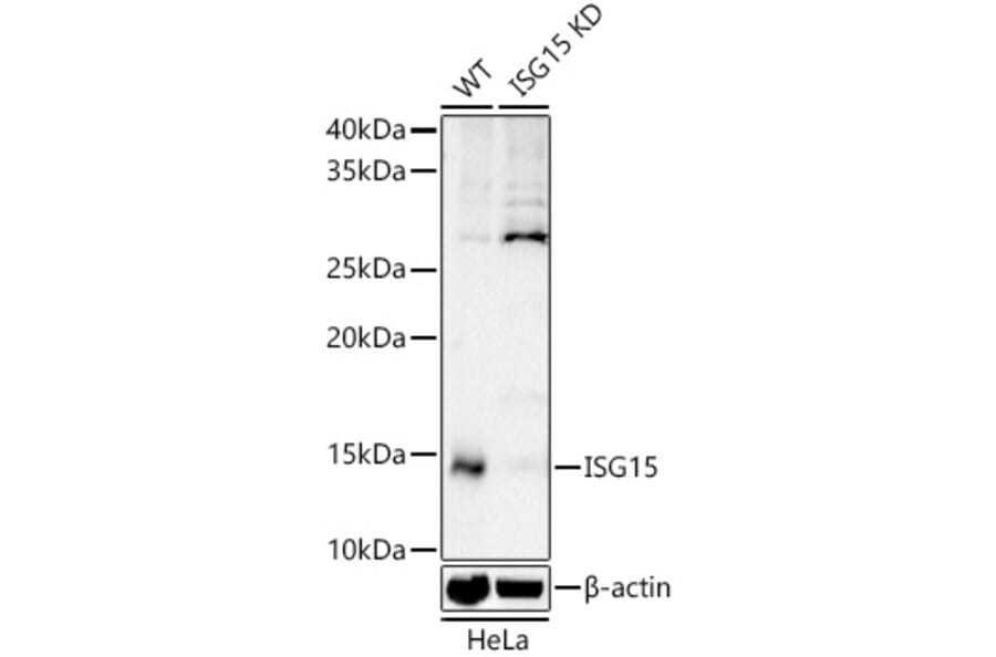 Western Blot - Anti-ISG15 Antibody (A307408) - Antibodies.com