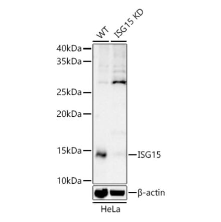 Western Blot - Anti-ISG15 Antibody (A307408) - Antibodies.com