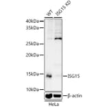 Western Blot - Anti-ISG15 Antibody (A307408) - Antibodies.com