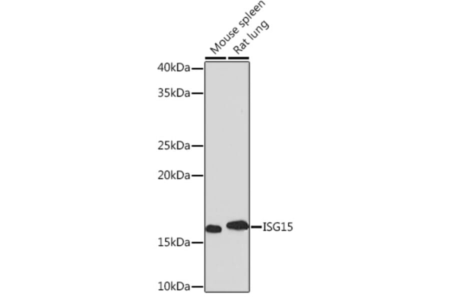 Western Blot - Anti-ISG15 Antibody [ARC53794] (A307409) - Antibodies.com