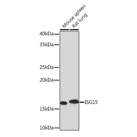 Western Blot - Anti-ISG15 Antibody [ARC53794] (A307409) - Antibodies.com