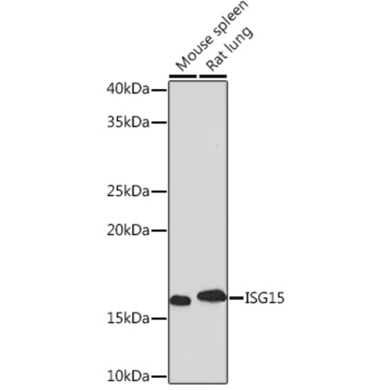 Western Blot - Anti-ISG15 Antibody [ARC53794] (A307409) - Antibodies.com