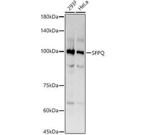 Western Blot - Anti-SFPQ Antibody [ARC0788] (A307412) - Antibodies.com