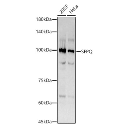 Western Blot - Anti-SFPQ Antibody [ARC0788] (A307412) - Antibodies.com