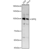 Western Blot - Anti-SFPQ Antibody [ARC0788] (A307412) - Antibodies.com