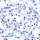 Immunohistochemistry - Anti-SFPQ Antibody [ARC0788] (A307412) - Antibodies.com