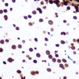 Immunohistochemistry - Anti-SFPQ Antibody [ARC0788] (A307412) - Antibodies.com