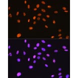 Immunofluorescence - Anti-SFPQ Antibody [ARC0788] (A307412) - Antibodies.com