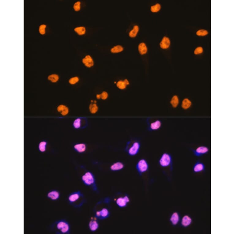 Immunofluorescence - Anti-SFPQ Antibody [ARC0788] (A307412) - Antibodies.com