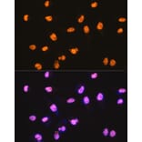 Immunofluorescence - Anti-SFPQ Antibody [ARC0788] (A307412) - Antibodies.com