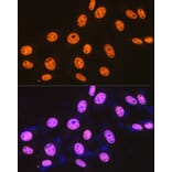Immunofluorescence - Anti-SFPQ Antibody [ARC0788] (A307412) - Antibodies.com