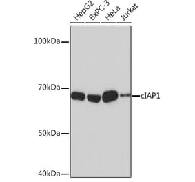 Western Blot - Anti-cIAP1 Antibody [ARC0168] (A307415) - Antibodies.com