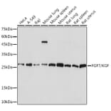 Western Blot - Anti-KGF/FGF-7 Antibody [ARC2107] (A307416) - Antibodies.com