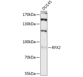 Western Blot - Anti-RFX2 Antibody (A307419) - Antibodies.com