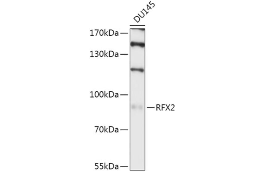 Western Blot - Anti-RFX2 Antibody (A307419) - Antibodies.com