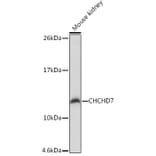 Western Blot - Anti-CHCHD7 Antibody (A307420) - Antibodies.com