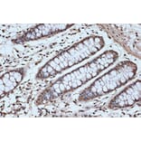 Immunohistochemistry - Anti-SRSF3 Antibody [ARC1394] (A307421) - Antibodies.com