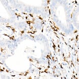 Immunohistochemistry - Anti-CD74 Antibody [ARC1452] (A307423) - Antibodies.com