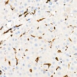 Immunohistochemistry - Anti-CD74 Antibody [ARC1452] (A307423) - Antibodies.com