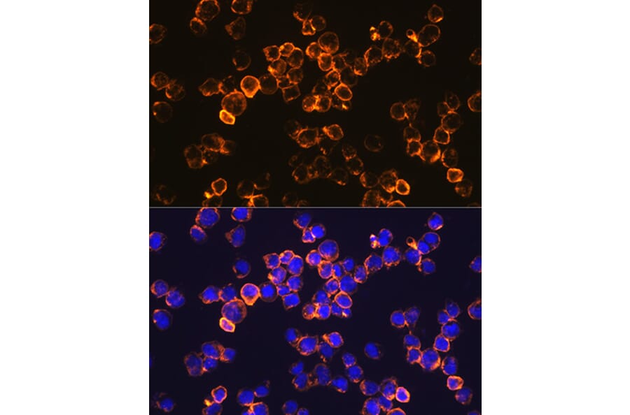 Immunofluorescence - Anti-IL-10 Antibody [ARC0650] (A307426) - Antibodies.com