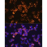 Immunofluorescence - Anti-IL-10 Antibody [ARC0650] (A307426) - Antibodies.com