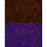 Immunofluorescence - Anti-IL-10 Antibody [ARC0650] (A307426) - Antibodies.com