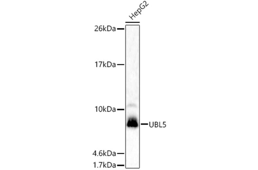 Western Blot - Anti-UBL5 Antibody (A307433) - Antibodies.com