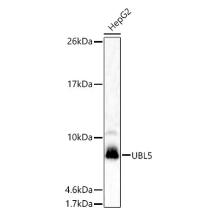 Western Blot - Anti-UBL5 Antibody (A307433) - Antibodies.com