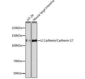 Western Blot - Anti-LI Cadherin Antibody [ARC1989] (A307438) - Antibodies.com