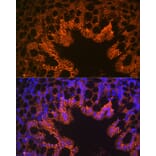 Immunofluorescence - Anti-LI Cadherin Antibody [ARC1989] (A307438) - Antibodies.com
