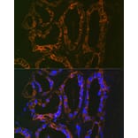 Immunofluorescence - Anti-Parathyroid Hormone Antibody [ARC1709] (A307439) - Antibodies.com