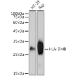 Western Blot - Anti-HLA DMB Antibody [ARC2555] (A307445) - Antibodies.com