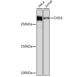 Western Blot - Anti-CHD3 Antibody [ARC1975] (A307446) - Antibodies.com