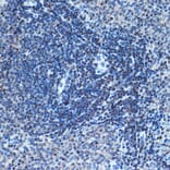 Immunohistochemistry - Anti-CHD3 Antibody [ARC1975] (A307446) - Antibodies.com