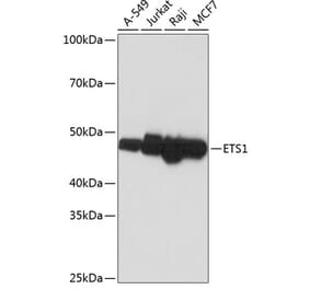 Western Blot - Anti-ETS1 Antibody [ARC0082] (A307447) - Antibodies.com