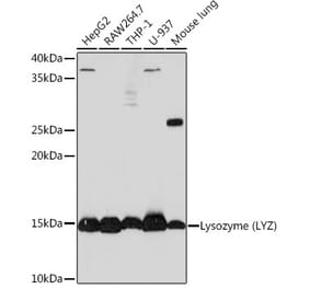Western Blot - Anti-Lysozyme Antibody [ARC0276] (A307449) - Antibodies.com