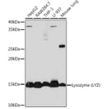 Western Blot - Anti-Lysozyme Antibody [ARC0276] (A307449) - Antibodies.com