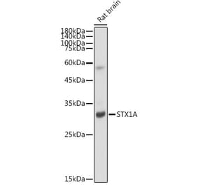 Western Blot - Anti-Syntaxin 1a Antibody [ARC2403] (A307451) - Antibodies.com
