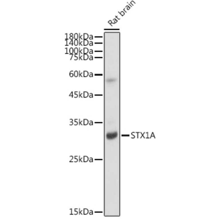 Western Blot - Anti-Syntaxin 1a Antibody [ARC2403] (A307451) - Antibodies.com