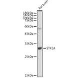 Western Blot - Anti-Syntaxin 1a Antibody [ARC2403] (A307451) - Antibodies.com